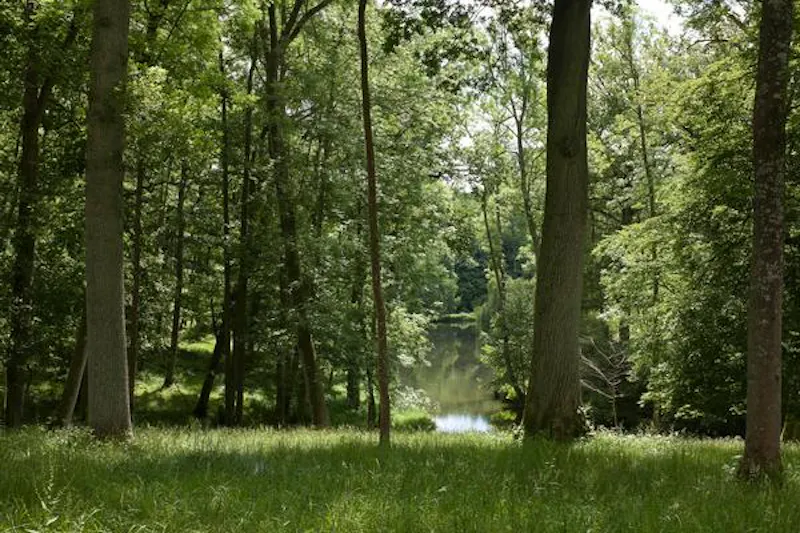 Woodland at Edenbridge Georgian mansion, A1293 (photo 80)