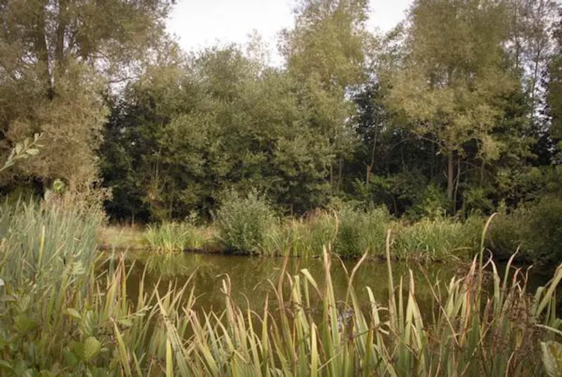 Lake at West Sussex medieval manor, H170 (photo 43)
