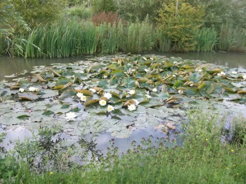 Film location L647 in Northamptonshire (photo 38)