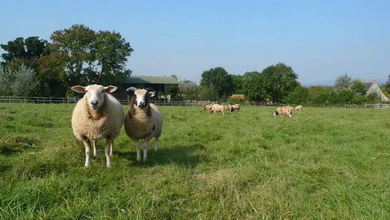 Picturesque Taunton farmhouse, L649 (photo 55)
