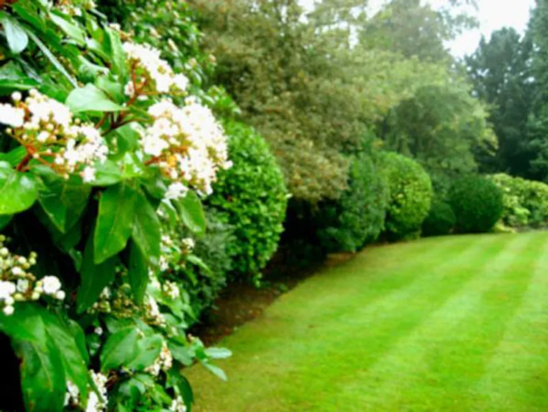 Garden at Chislehurst conference centre, P588 (photo 10)