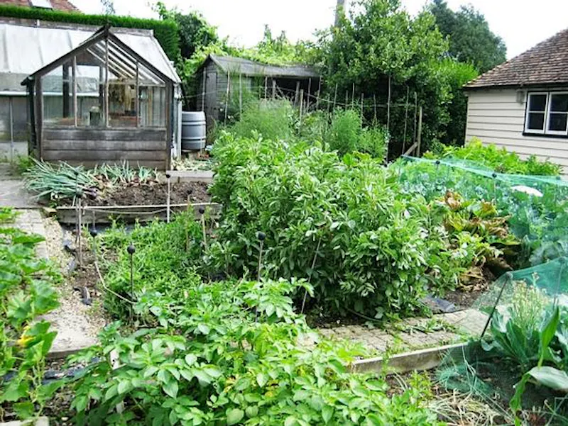 Greenhouse at Medieval Kentish country house, M285 (photo 60)