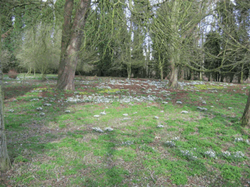 Woodland at Film location H174 in Buckinghamshire (photo 20)