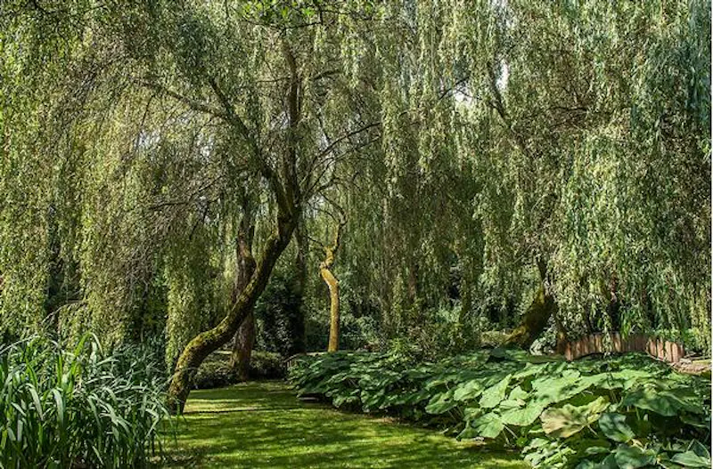 Woodland at Sheer Guildford Mill house, B1648 (photo 76)