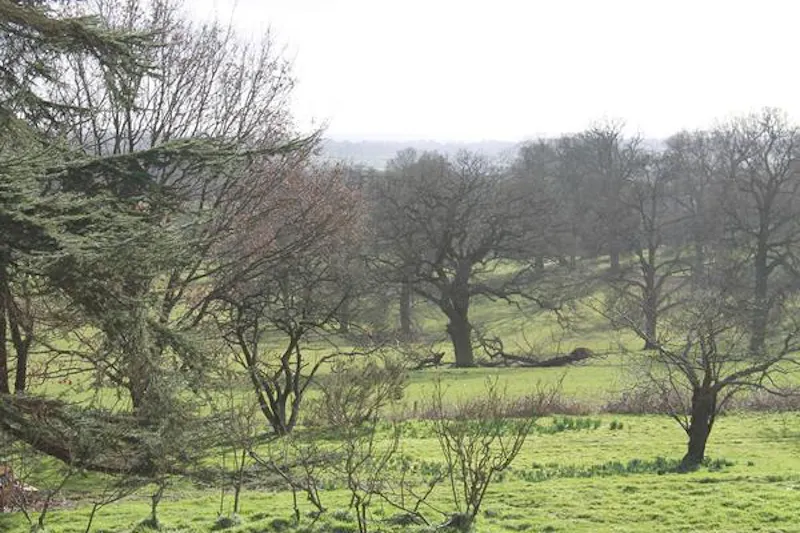 Woodland at Bletchingly Manor Houses, B1719 (photo 65)