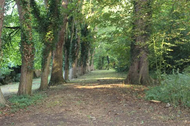 Woodland at Elizabethan Manor in Luton, H176 (photo 24)