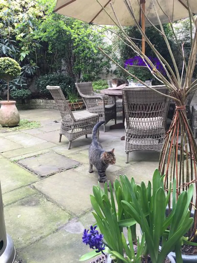 Terrace/Patio at Traditional Ebury Street house, A1414 (photo 41)