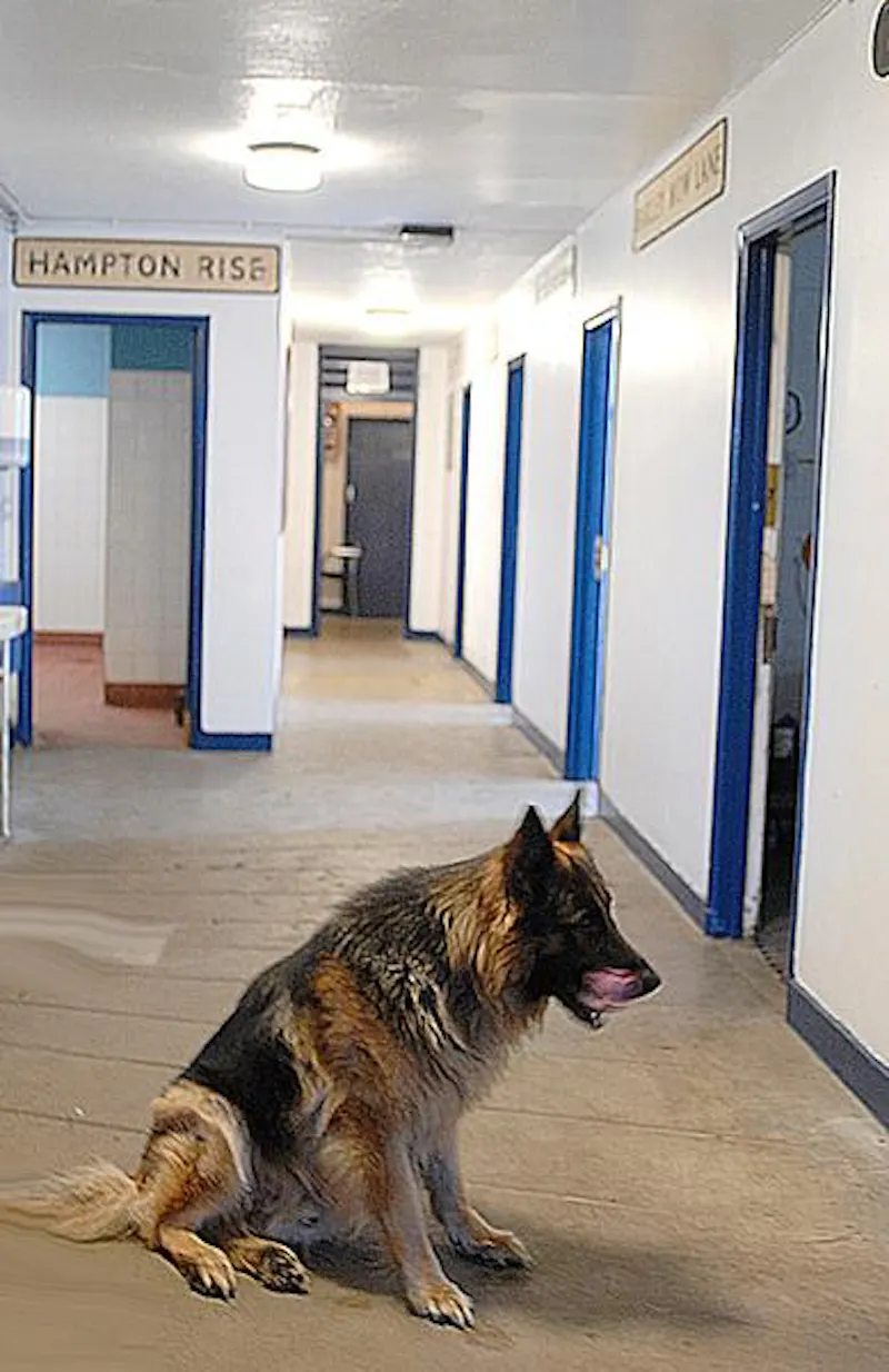 Rugby football club in Stanmore, Q119 (photo 27)