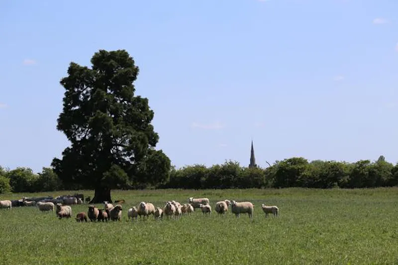 St Neots Grand estate, A1422 (photo 52)