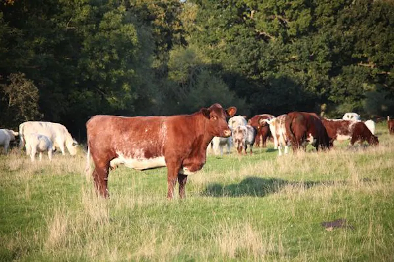 St Neots Grand estate, A1422 (photo 54)