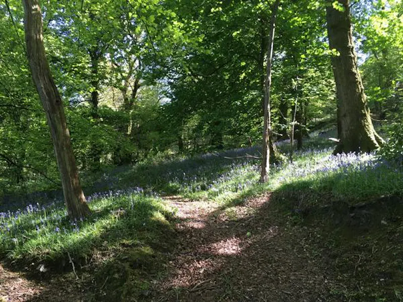 Woodland at Dartmoor Tudor manor, M301 (photo 13)