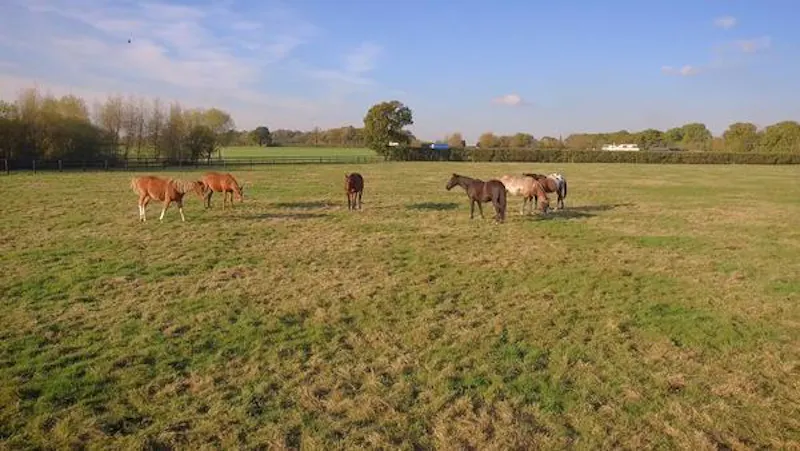 Garden at Polo estate with extensive grounds, V155 (photo 43)