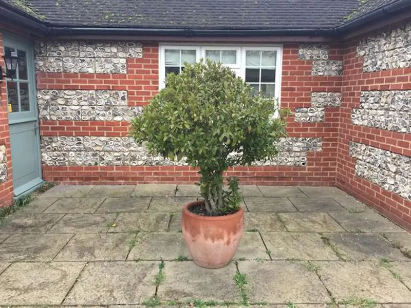 Guilford house & cottage, A1431 (photo 24)