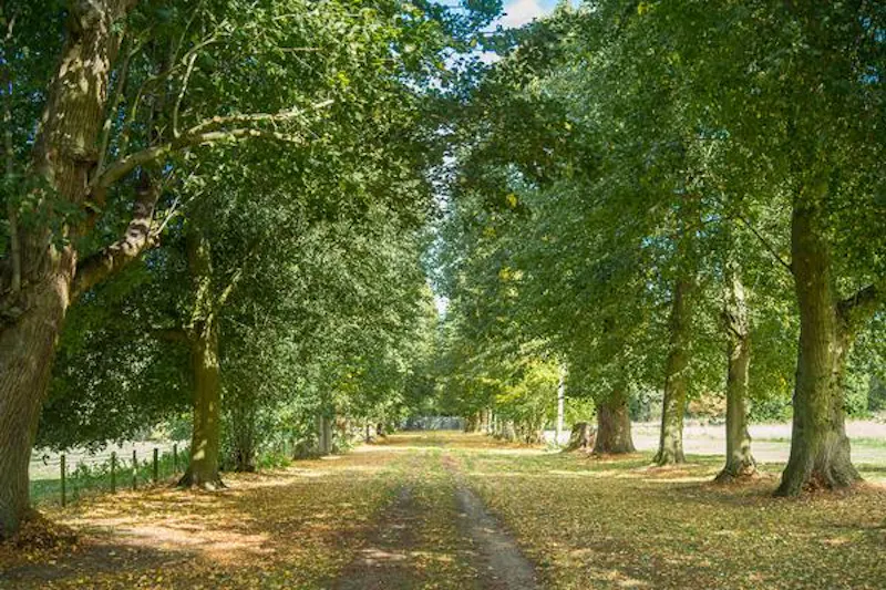 Driveway at Elizabethan estate in Water End, G303 (photo 96)