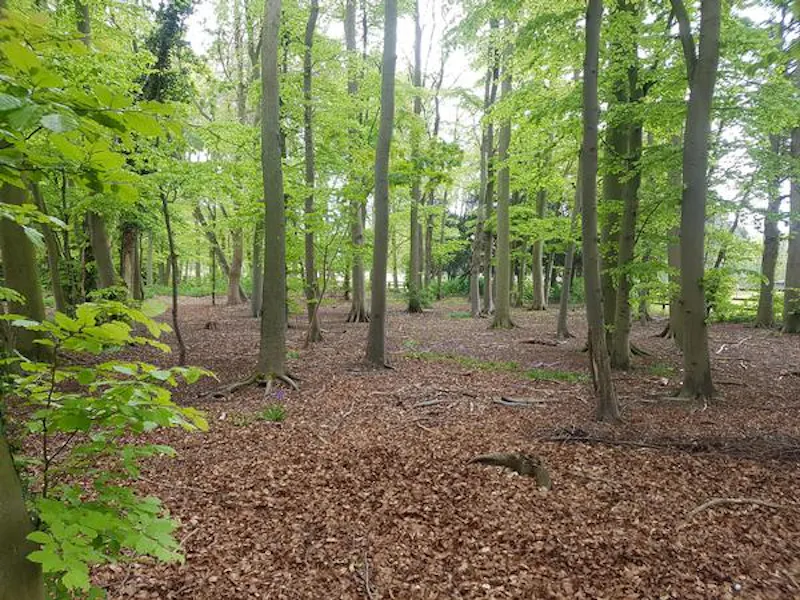 Woodland at Gothic Cambridge manor house, M307 (photo 27)