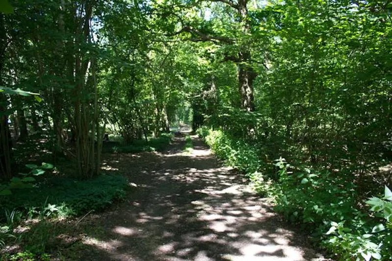 Woodland at Rickmansworth Family Cottage , C882 (photo 35)