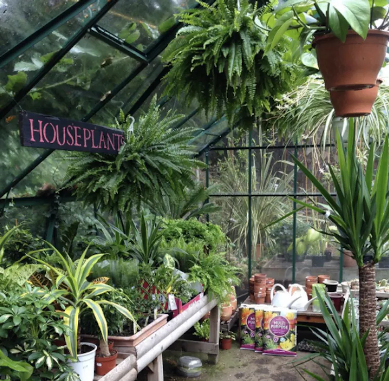 Garden centre in Battersea, Q122 (photo 8)