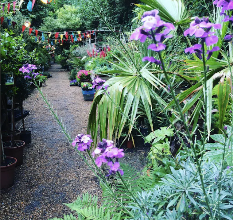 Garden centre in Battersea, Q122 (photo 10)