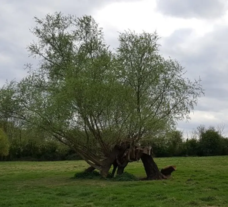 Film location L669 in Cambridgeshire (photo 16)