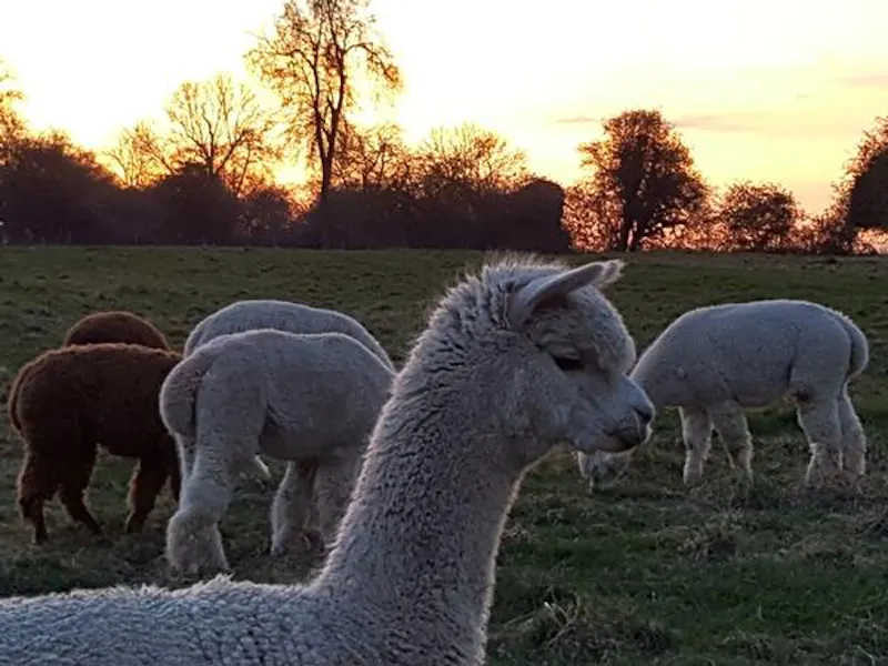 Film location L669 in Cambridgeshire (photo 19)