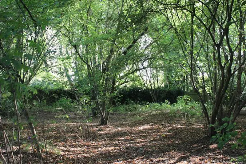 Woodland at Cookham home with woodland , E445 (photo 51)