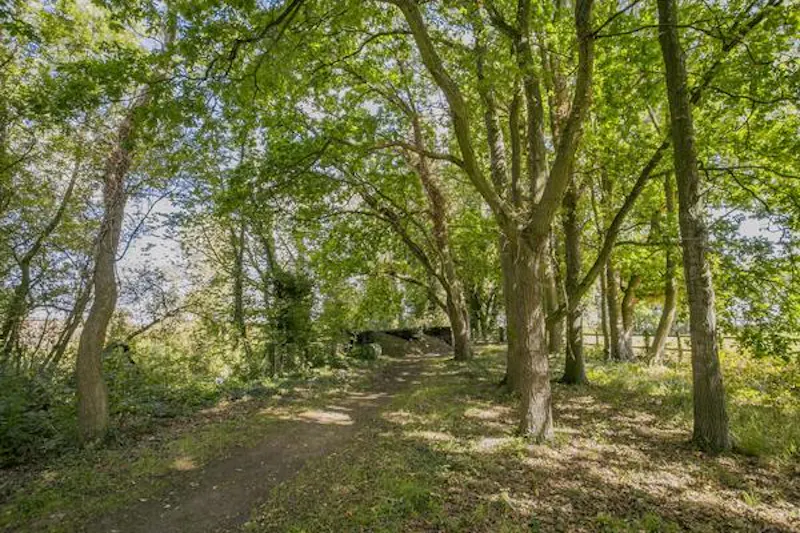 Woodland at Kentish 17th Century timbered hall, M310 (photo 22)