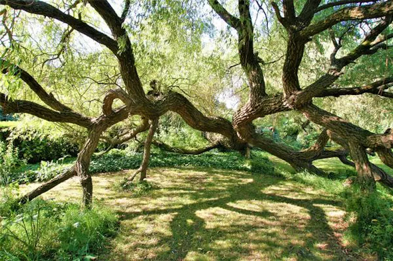 Woodland at Film location H181 in West Sussex (photo 15)