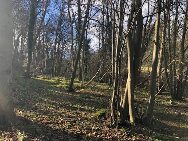 Woodland at Contemporary Edinburgh Mansion, M316 (photo 58)