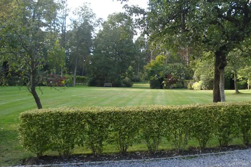 Ivy covered home in Windlesham, A1478 (photo 41)