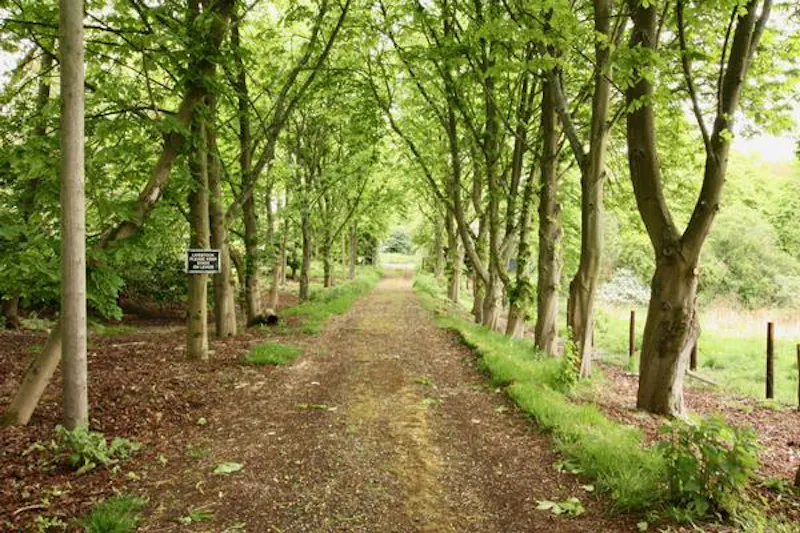 Woodland at Glorious Elstree Georgian Mansion, A1479 (photo 48)