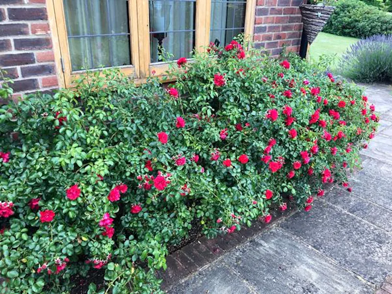 Arts & Crafts in Farnham, D2407 (photo 34)