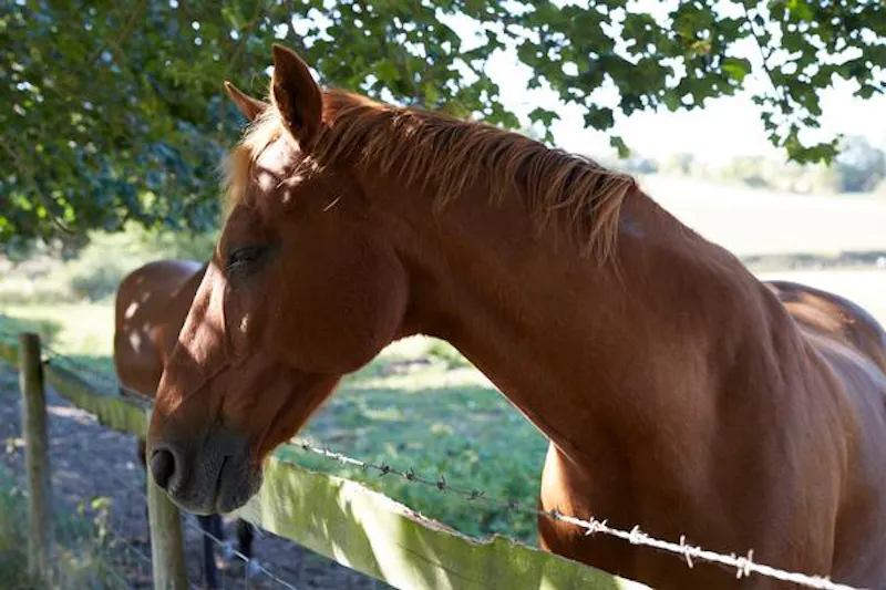 Amersham 400 acre farm, L696 (photo 34)
