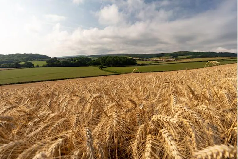 Countryside at Early Somerset estate by the sea, M326 (photo 65)