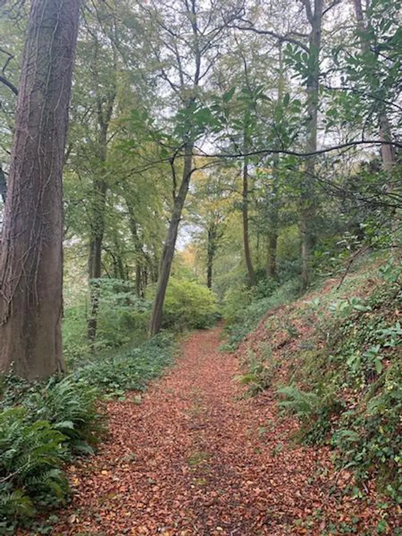 Woodland at Cornish castle and gardens, G307 (photo 70)
