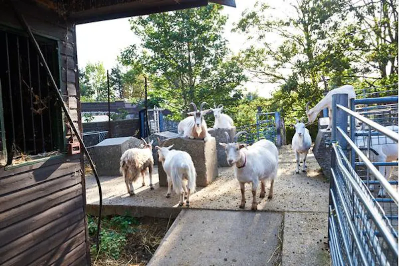 Kentish Town Farm, L703 (photo 5)