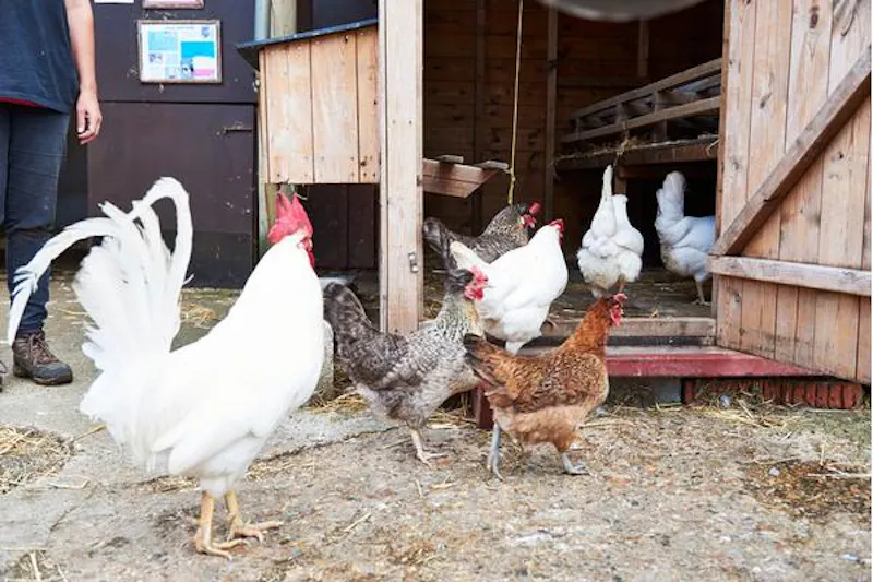 Kentish Town Farm, L703 (photo 6)