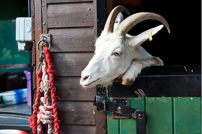 Kentish Town Farm, L703 (photo 7)