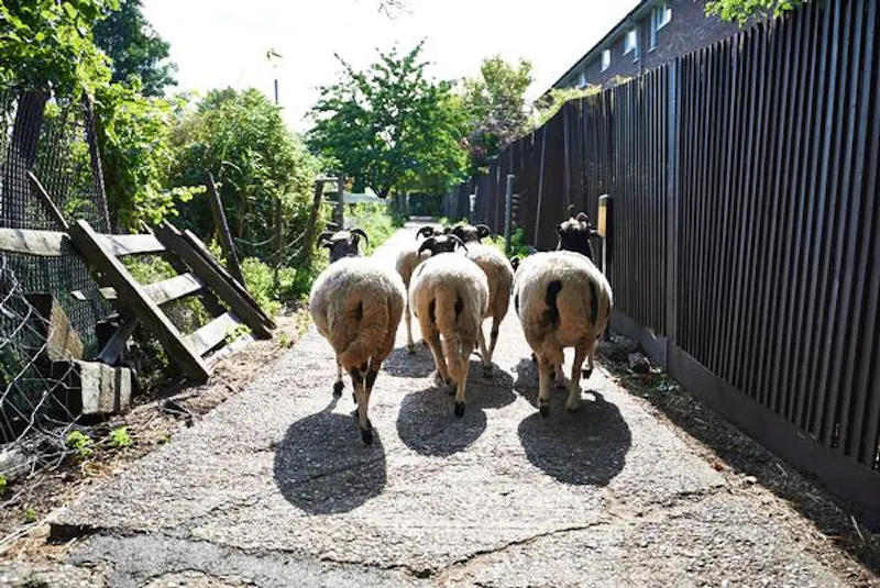 Kentish Town Farm, L703 (photo 8)