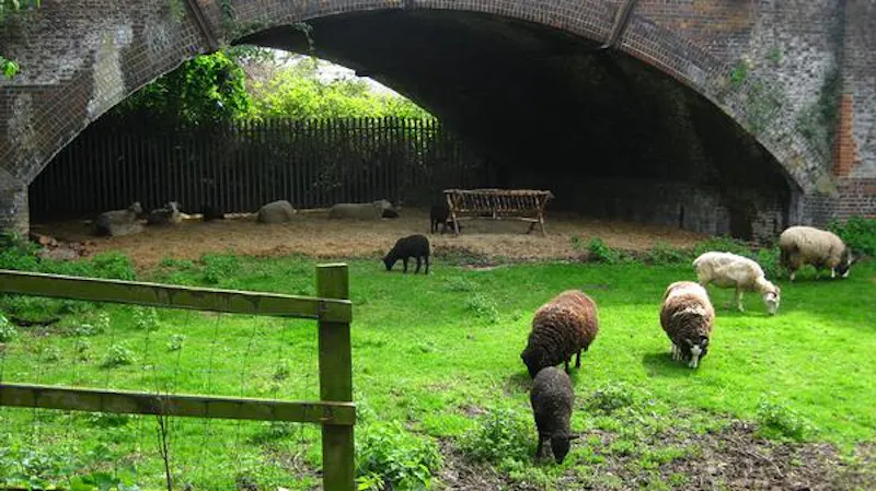 Kentish Town Farm, L703 (photo 9)