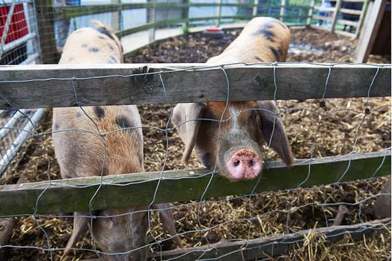 Kentish Town Farm, L703 (photo 12)