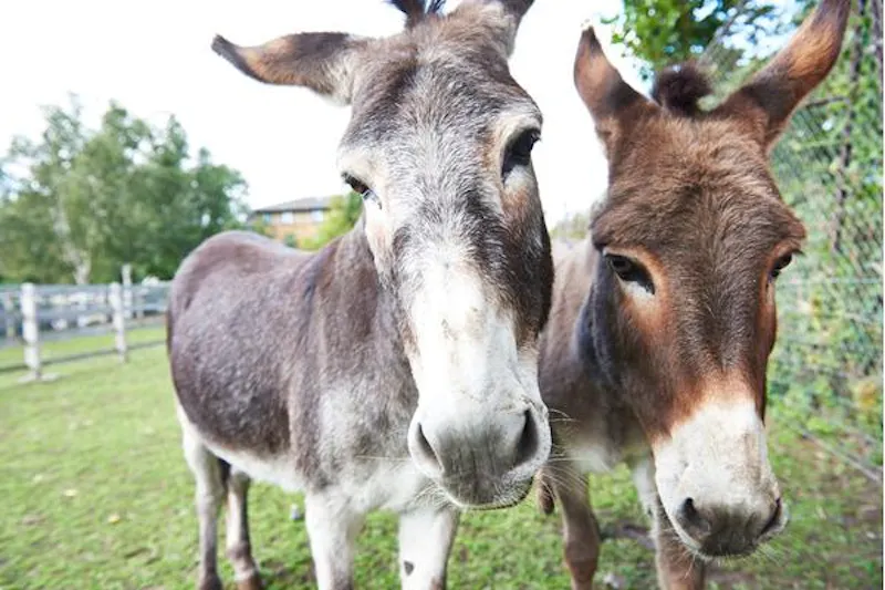 Kentish Town Farm, L703 (photo 13)