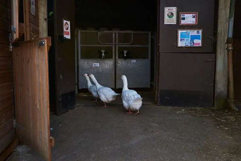 Kentish Town Farm, L703 (photo 21)