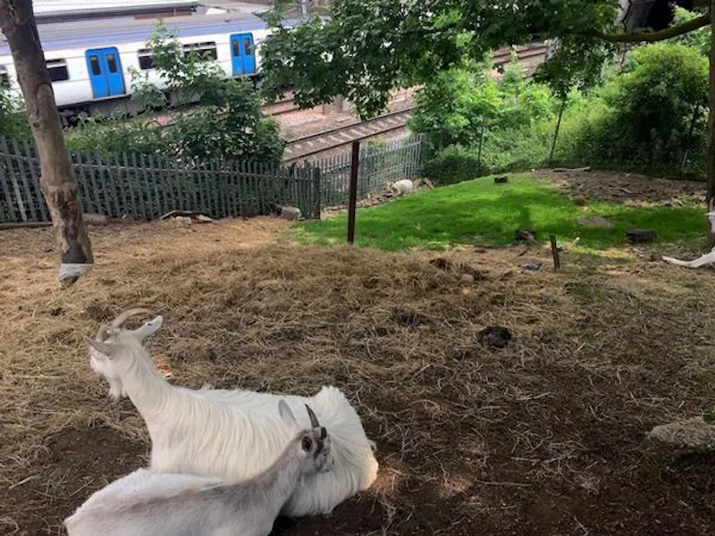 Kentish Town Farm, L703 (photo 26)