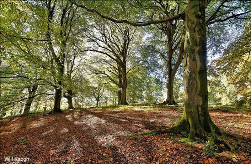 Ornate Scottish estate near Glasgow, G308 (photo 46)