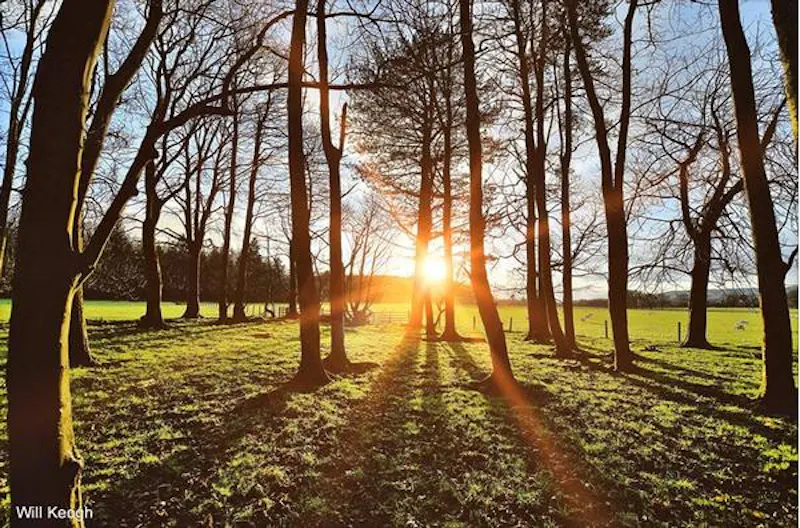 Woodland at Ornate Scottish estate near Glasgow, G308 (photo 47)