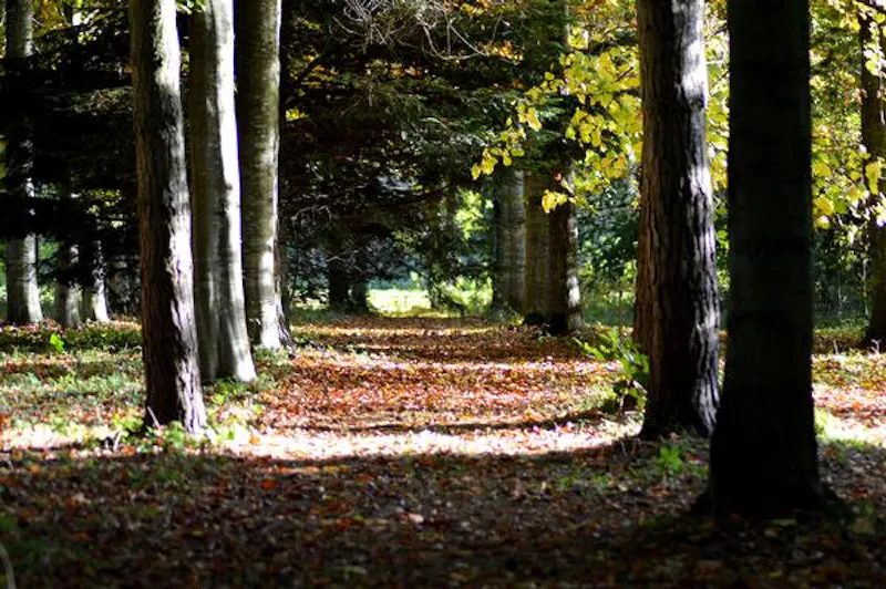 Woodland at Film location L705 in Oxfordshire (photo 60)