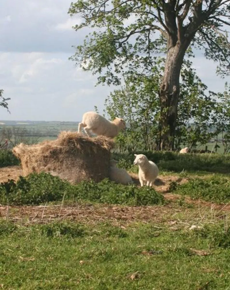 Daventry country house with stables, A1519 (photo 23)