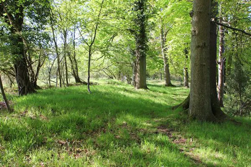 Woodland at Hartfield barn conversion, L708 (photo 25)