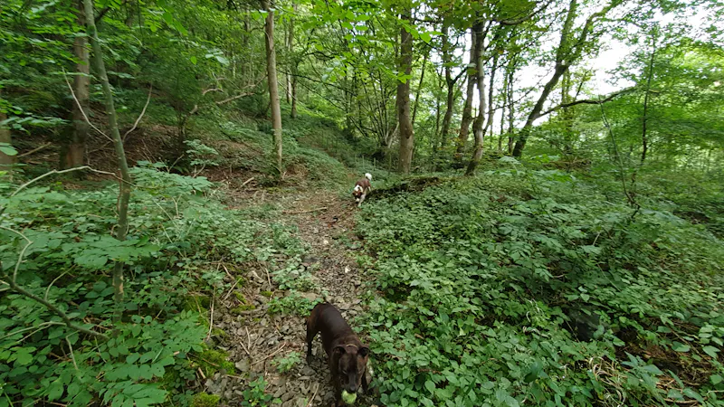 Disused quarry in Wrexham, Q144 (photo 16)