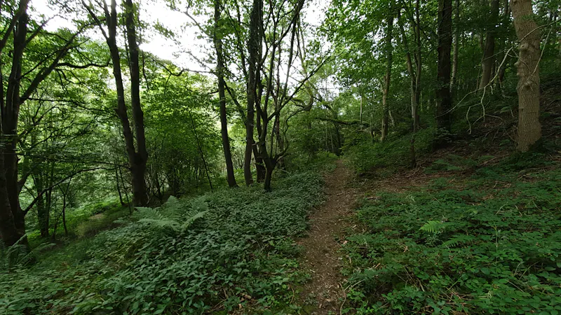 Disused quarry in Wrexham, Q144 (photo 18)